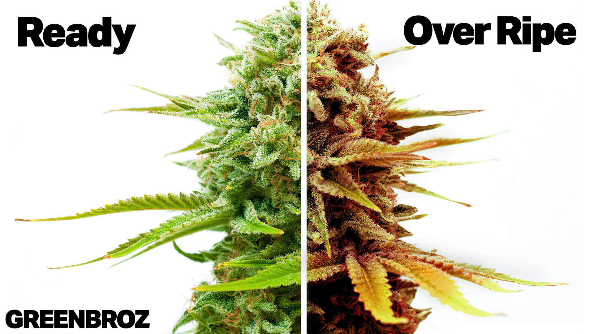 When To Harvest Cannabis - Growers Guide