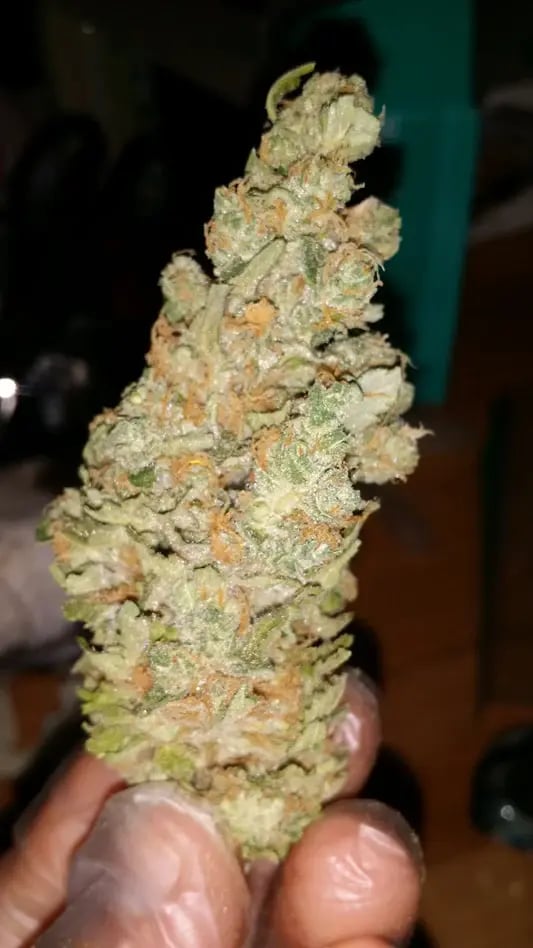 GreenBroz trimmed hemp or cannabis bud 2