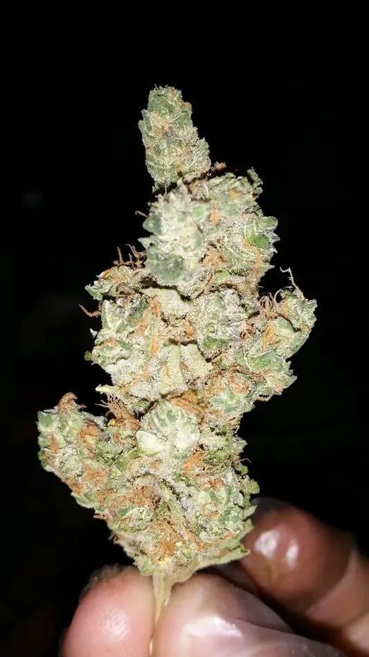 GreenBroz trimmed hemp or cannabis bud 3