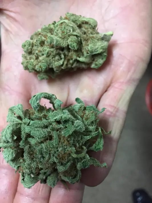 GreenBroz trimmed hemp or cannabis bud